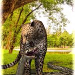 Cheetah & Python