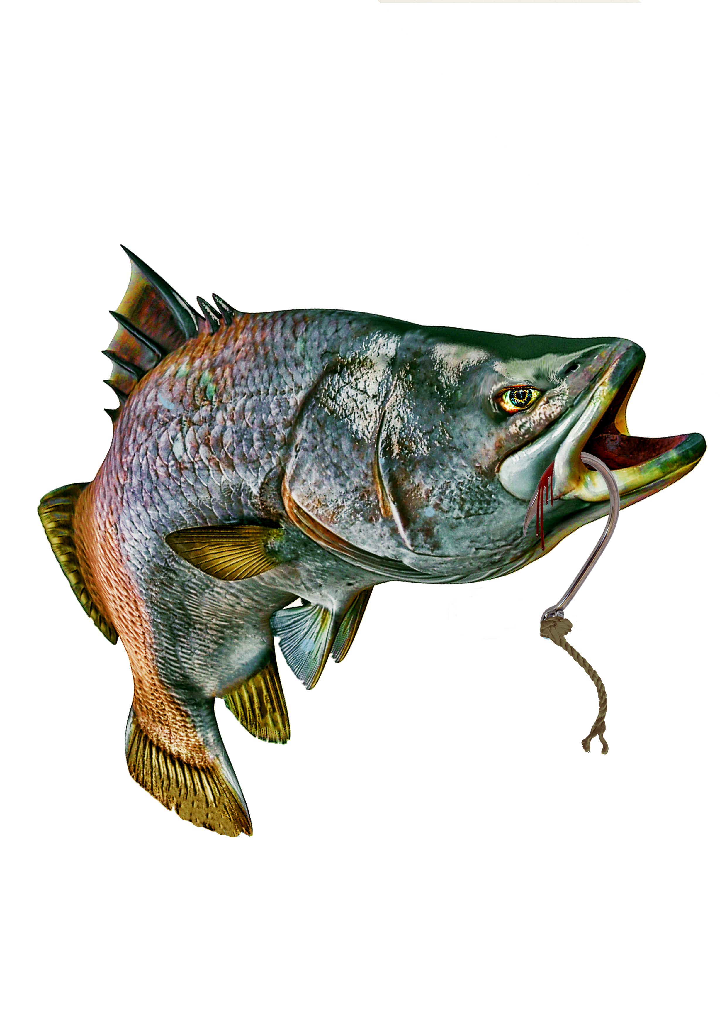 Barramundi